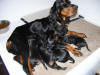 Tall Grass Gordon Setters - 2008 Litter 2 weeks old