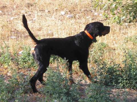 Ace - Tall Grass Gordon Setters