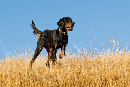 Tall Grass Gordon Setters