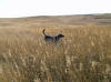 Tall Grass Gordon Setters