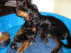 Samie and Puppies 27 Jun.JPG (227504 bytes)