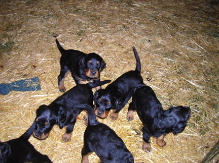 Tallgrass Gordons at 6 weeks