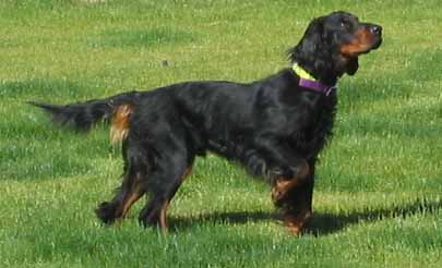 Tallgrass Gordon Setters - Wyatt