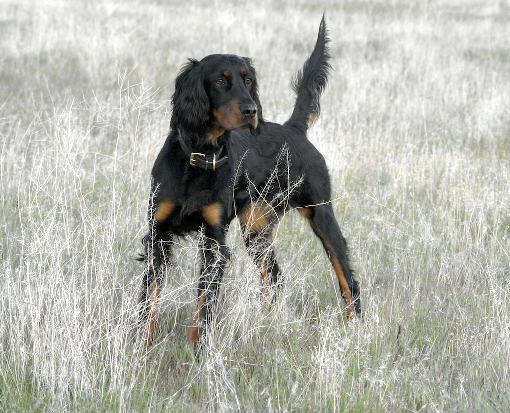 Tallgrass Gordon Setters - Maggie