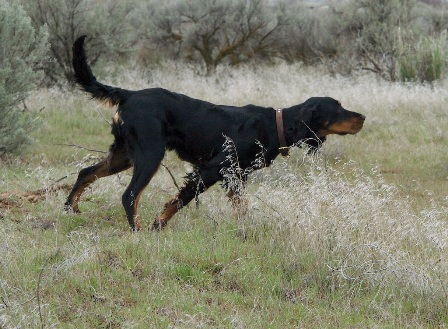 Tallgrass Gordon Setters - Samie
